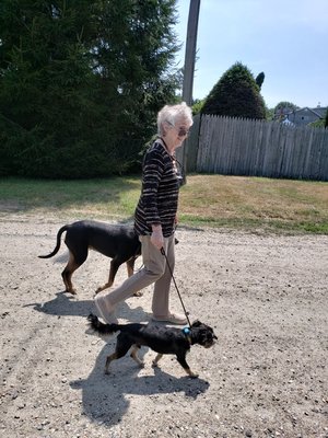 Mini pack walk with Chloe and Thor. Migrating with your dog is important