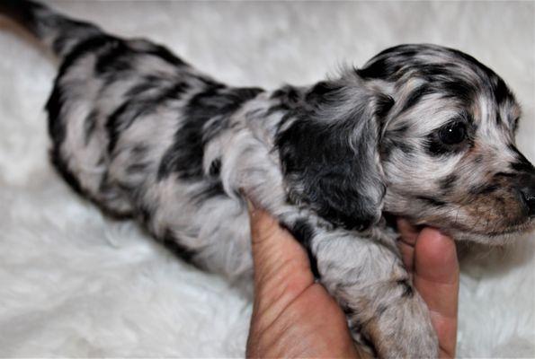 Black & tan, silver dapple, miniature dachshund.