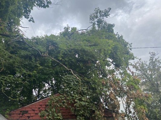 Huge limbs on wires in backyard