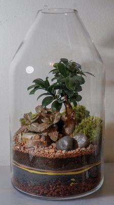 Bonsai Terrarium