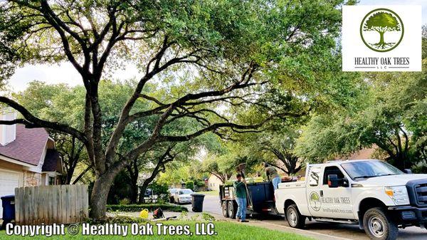 Call Healthy Oak Trees for all your tree care needs! 
 
 San Antonio: 210-317-0034
 Austin: 512-800-1161
 New Braunfels: 830-310-0200