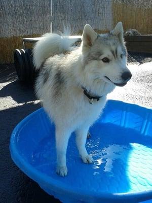 My lovely husky dog taking a dip in the pool.  Photo courtesy of Tails R Waggin.