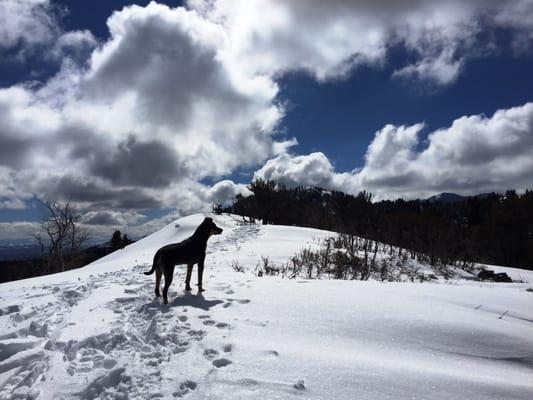 Need Pet Boarding, Dog Walking, Pet Feeding, Dog Sitting, or other pet care needs in Park City Utah?  Contact The Dog Nannies today!