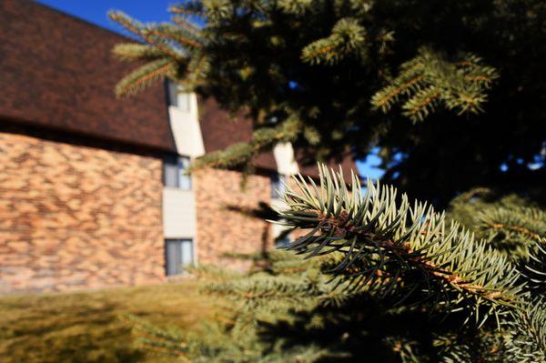 Valley View Apartments Trees in Gilette, Wyoming.  Beautiful living in Gillette.