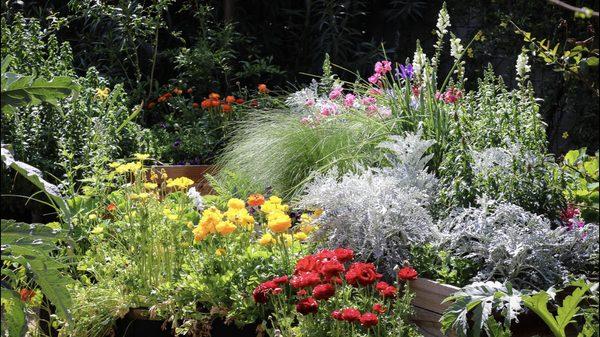 Flowers growing in redwood garden boxes.