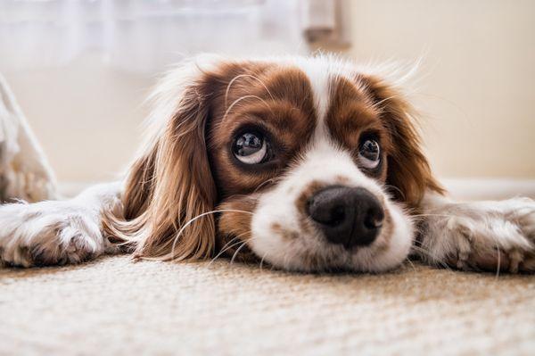 Our Pet Urine Removal Treatment can get rid of the accidents that your pets may have!