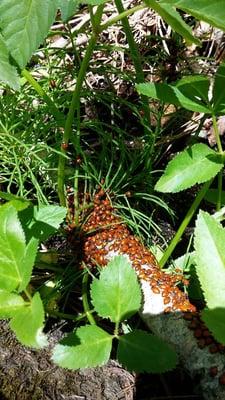 Ladybugs on the river near our campsite.