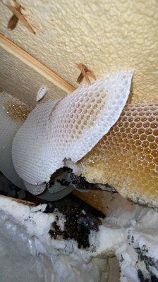 Bee hive inside a Sprayfoam attic.