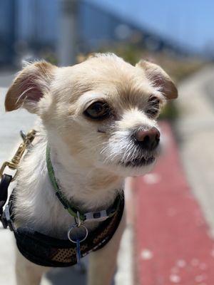 Private dog walk in Marina Del Rey