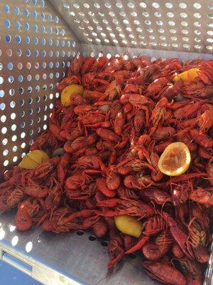 Fresh boiled Crawfish