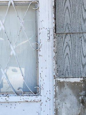 Customer had a termite swarm by her back door