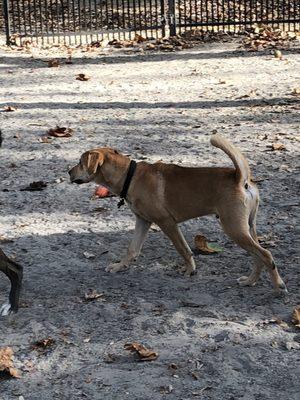 Bergen County Dog Park-Wild Duck Pond Ridgewood