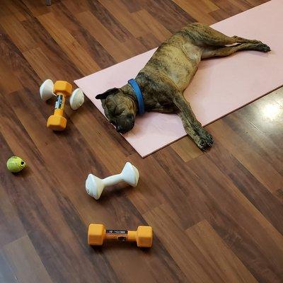 Get your dog some extra exercise.