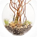 perfect for home or office. oh-so-easy to take care of air plants.