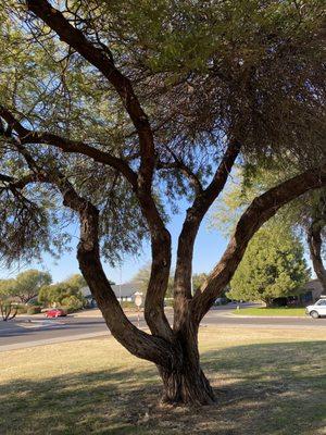 Came here to see birds but felt compelled to snap the trees.