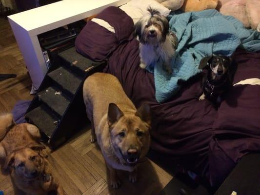 Dr. Rob takes amazing care of all 4 of my crazy dogs.