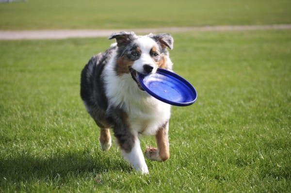 Pet-friendly community with bark park