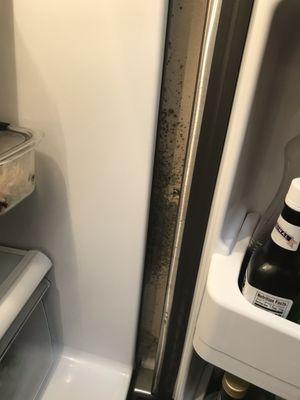 mold next to the fridge. I've lived in several apartments and have never had to deal with mold like this