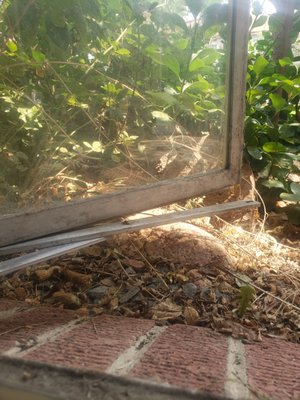 Tenants were having difficulty opening and closing this window which the cat likes to sit by and look outside. Cody fixed that for us!