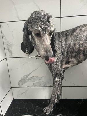 Poodle in bath