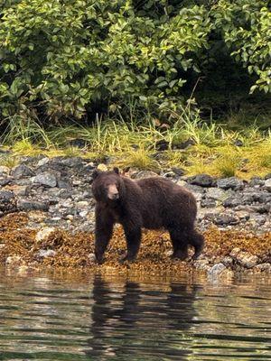 Brown Bear