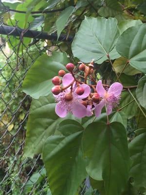 Lipstick Tree flowers. Source of Annato , Achote.