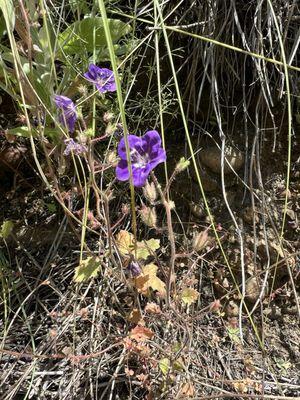 Parry's Phacelia