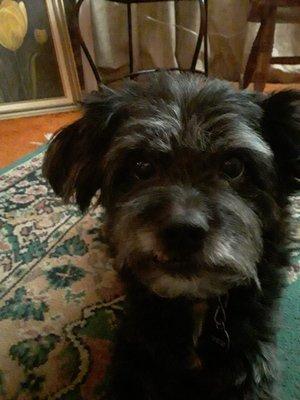 9 years old Carin Terrier my Rescued ,off Craigslist Dog Shaggy Star. He lived a life of true Horror.  He is a very loved plus happy Perro.