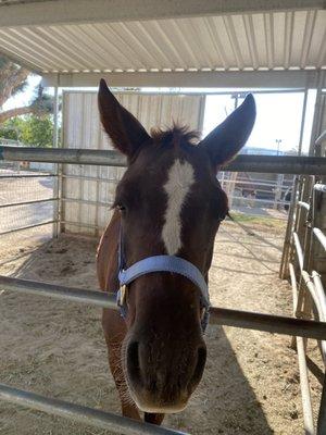 Horse being friendly