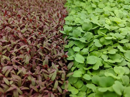 Red Amaranth / Arugula