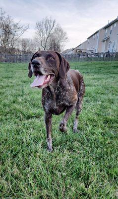 My German Shorthaired Pointer loves this vet