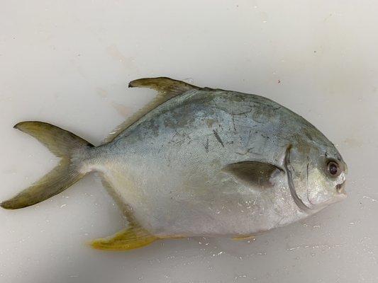 Golden Pompano