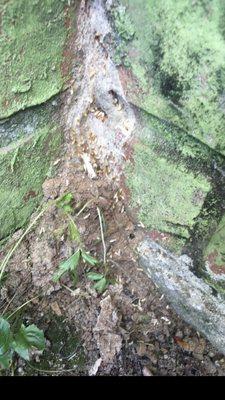 Termite tunnel