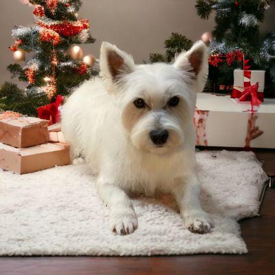 Luna the west highland white terrier