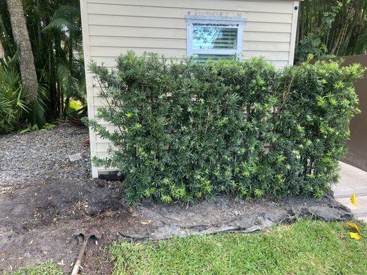 Shrub removal