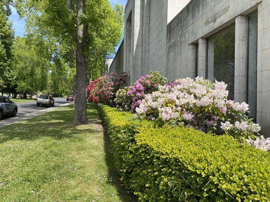 Rhododendrons in bloom