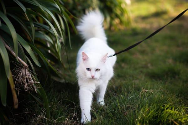 Who said only dogs like leash walks?We also offer Cat sitting,and cat leash walking for exercise and mental stimulation.