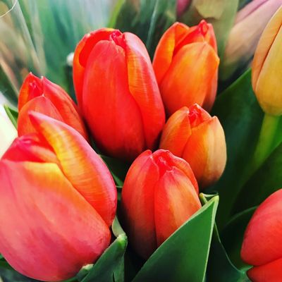 Tulips