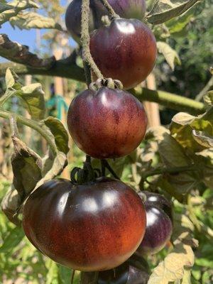 Heirloom Tomatoes fresh from the community garden project we started next door!!