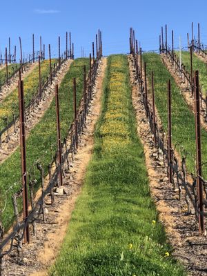 Vineyard in spring