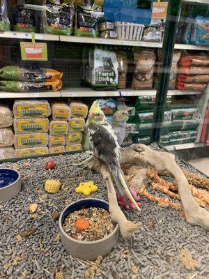 Baby cockatiels