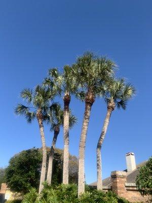 HOA palm tree clean up