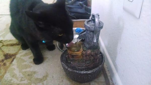 Milo enjoying his new water fountain. rsmcrittercare.com