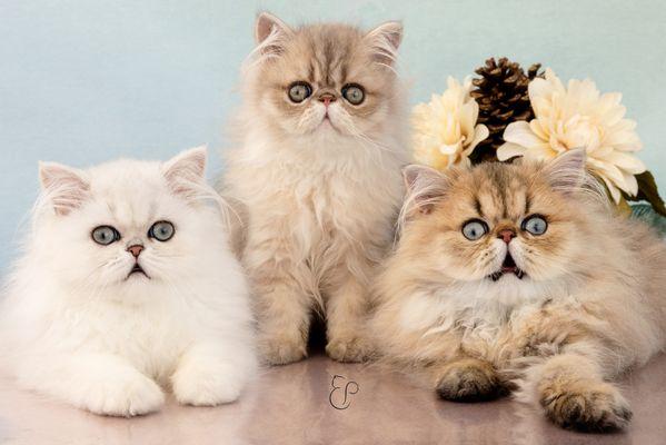 A silver, blue-golden and golden persian cat. All young teenagers.