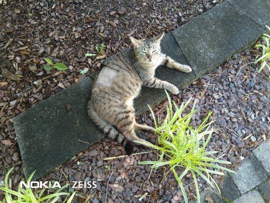 My mellow Little Momma relaxing in our yard.