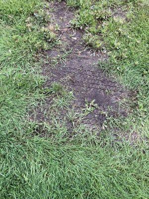 Lawn damage from mower wheels caused by mowing in rain.