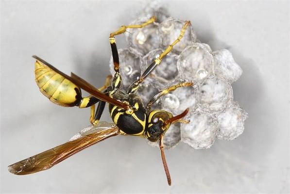 Wasp