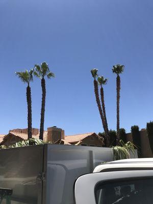 Excellent palm tree trimming