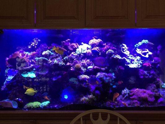 My 300 gallon tank...many items purchased from TriState Aquariums.