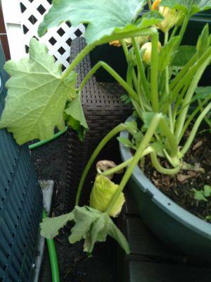 Zucchini plant broke